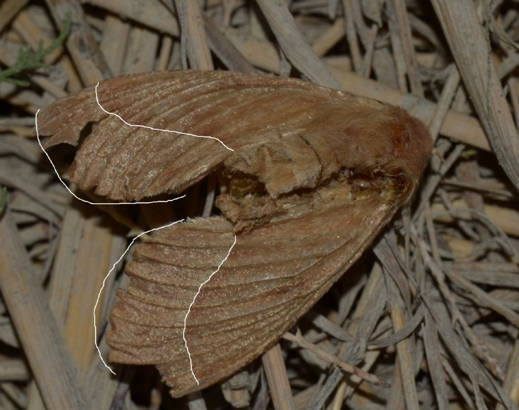 Mythimna? No,  Lasiocampa trifolii, femmina